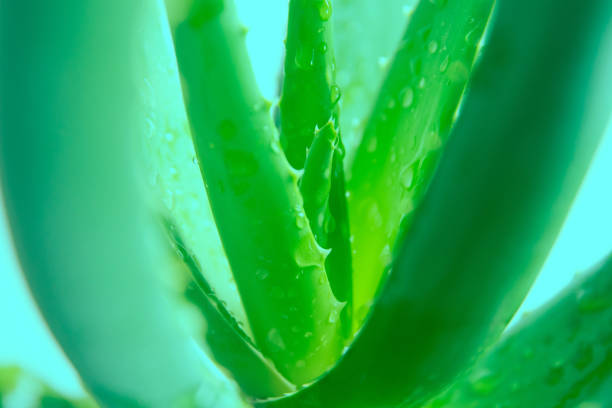 istock Aloe Vera Plant 1202470513
