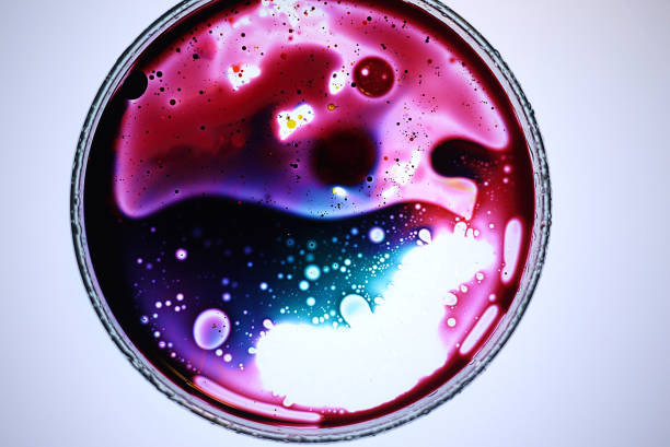 microorganismo en plato de petri - petri dish bacterium pathogen micro organism fotografías e imágenes de stock