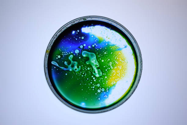 Organic Micro Organism in Petri dish with copy space