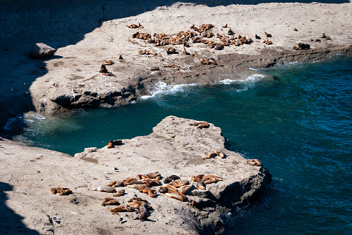 A colony of sea lions on the rocks at the Valdes Peninsula, in Argentina, South America