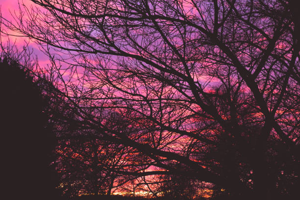 Dramatic pink dawn sunrise through tree branches in early morning