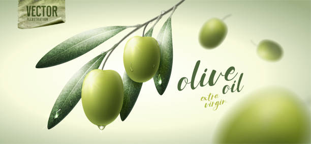 Vector realistic illustration. Green olives, leaves and paper icon. Vector realistic illustration. green olive fruit stock illustrations