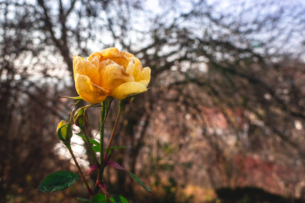 Conceptual of grief or valentines day and gift giving. Sunlight from above