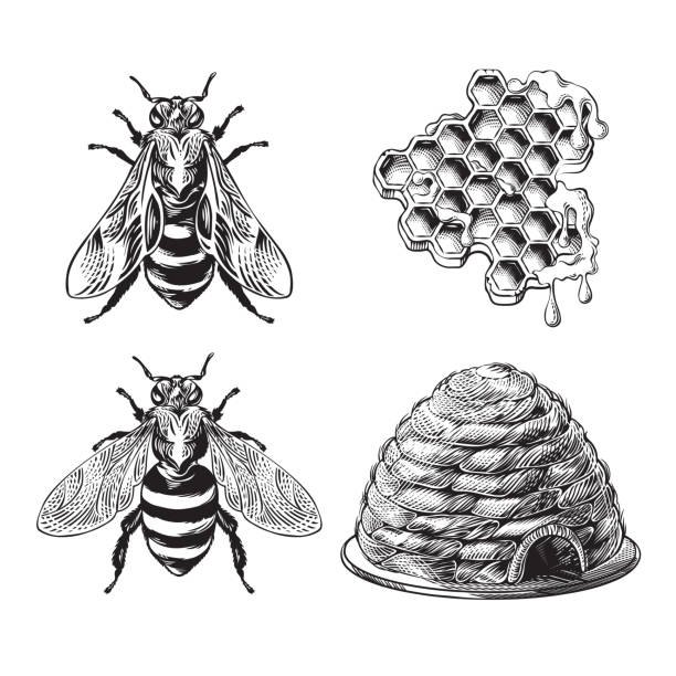 Set of bee, wasp, honeycombs, hive vintage drawing Set of bee, wasp, honeycombs and hive vintage monochrome drawing, engraving graphic, apiary hand drawn collection of insects design element, retro styled tattoo, black and white vector illustration bee clipart stock illustrations