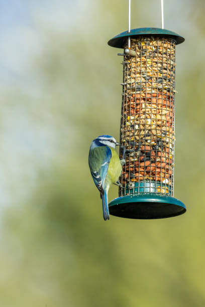 istock Blue Tit on wire bird feeder.  Facing right.  Blurred background.  Vertical. Portrait.  Space for copy. 1202474788