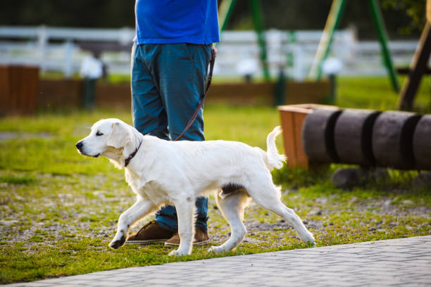 istock Golden retriever dog in the park 1202474863