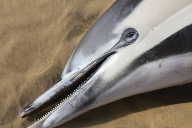 killed dolphin Dolphin washed up on the beach of Biscarrosse. Killed in the nets of fishing boats in the Bay of Biscay. Massacre stock pictures, royalty-free photos & images