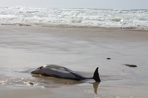 Dolphin washed up on the beach of Biscarrosse. Killed in the nets of fishing boats in the Bay of Biscay.