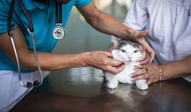 Photo of Sick cat being examined by a vet doctor