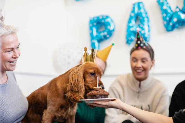 ¡torta de cumpleaños sabrosa! - perro primer cumpleaños fotografías e imágenes de stock