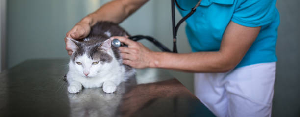 istock Sick cat being examined by a vet doctor 1202477281