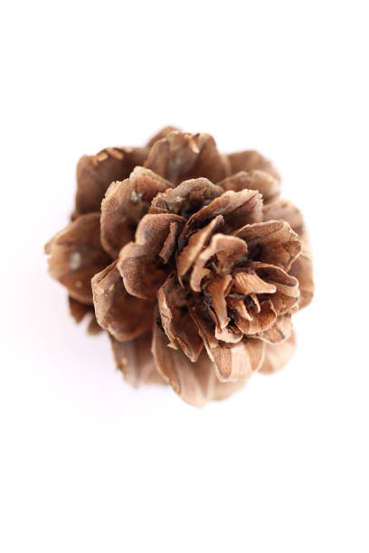 Pine cone on white background side stock photo