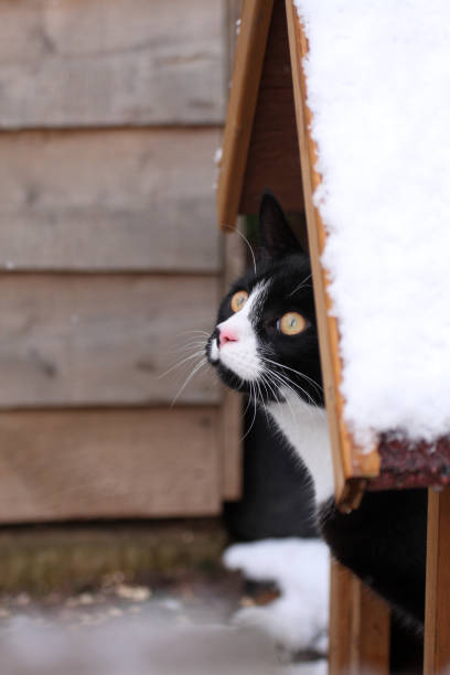 Cat taking shelter in snow stock photo