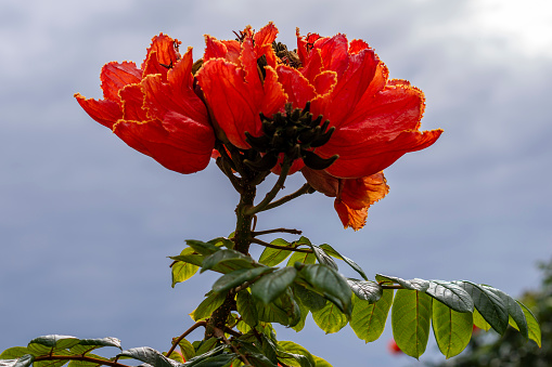 Close-up of a flower on a African Tulip Tree (Spathodea campanulata),  with a cloudy sky in background, picture from Funchal, Madeiria.