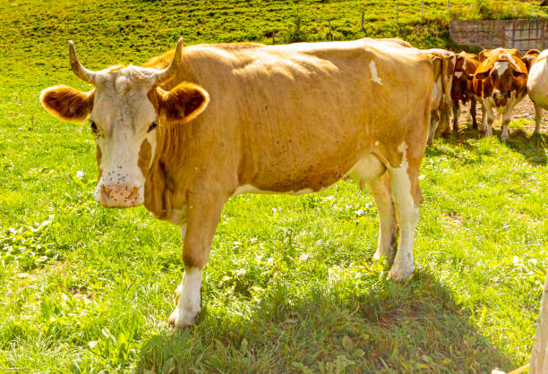 The beautiful red cow grazing in a meadow in the misty mountains in the spring