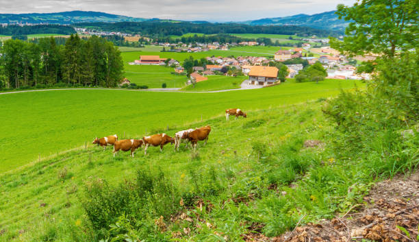 Montbéliarde/Charolais Cows near the medieval town of Gruyeres, home to the world-famous Le Gruyere cheese, canton of Fribourg, Switzerland. They are the source of the milk to make Gruyere Cheese.