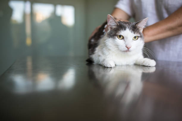 istock Sick cat being examined by a vet doctor 1202478659