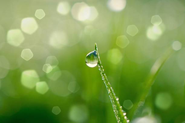 istock raindrops on the green grass in rainy days, green and bright background 1202480441