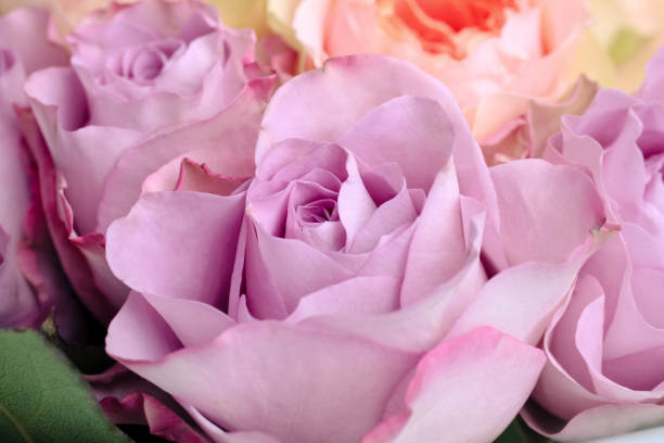 istock purple floribunda flower 1202480736