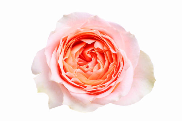 istock pink hybrid tea rose 1202480763