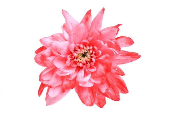 istock pink flower dahlia 1202480772