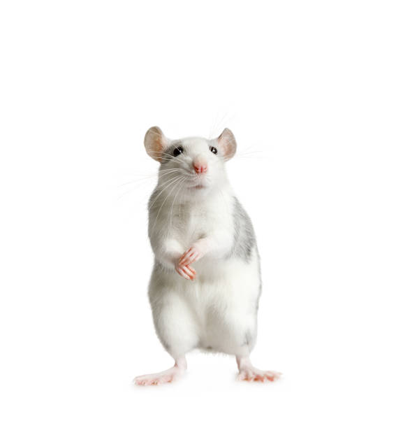 istock Funny rat standing on his hind legs over white 1202481013