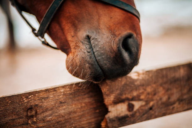 istock Thoroughbred horse at fence in winter 1202481793
