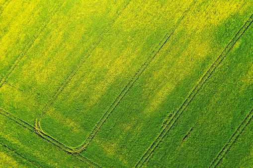 Aerial view of yellow and green rape field