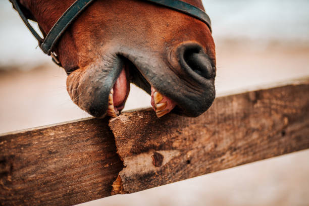 istock Thoroughbred horse at fence in winter 1202481836