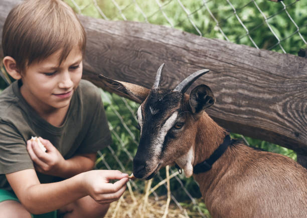 istock Cute little boy spending a day with the animals on farm 1202483677