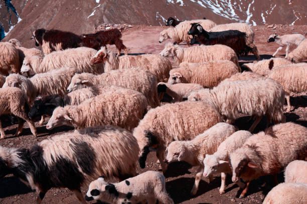 istock Sheep and goats herd at TIZI N'TICHKA, MOROCCO 1202485433