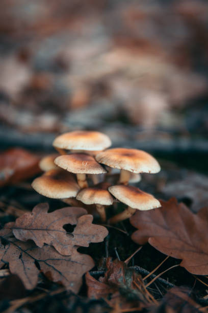 istock Mushrooms growing in the forest 1202486654