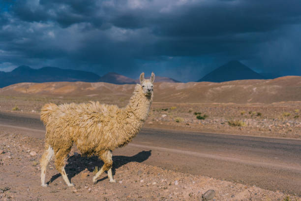 Scenic view of llama in Atacama desert in Chile