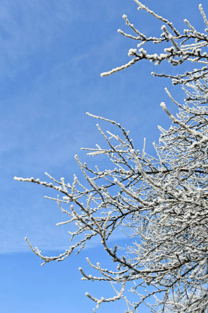 istock Trees in the woods in winter time 1202487101