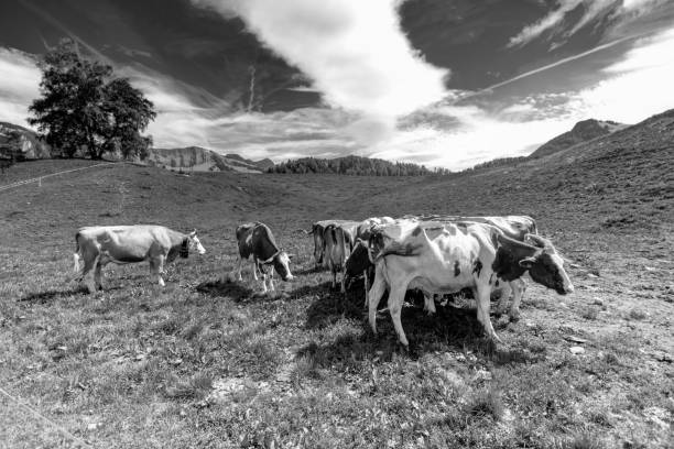 istock 2019 Gruyeres, Switzerland 1202487115