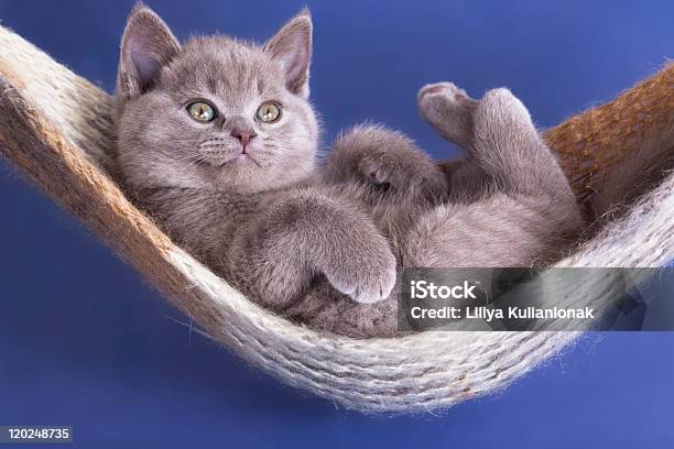 British Kitten Stock Photo - Download Image Now - Animal, Animal Hair, Blue