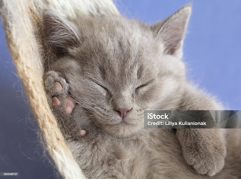 sleeping British kitten sleeping kitten 1 to 5 months rare color (lilac)  in a hammock on a blue background Animal Stock Photo