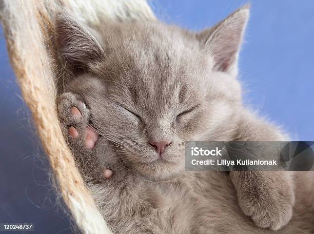 Sleeping British Kitten Stock Photo - Download Image Now - Animal, Animal Hair, Blue