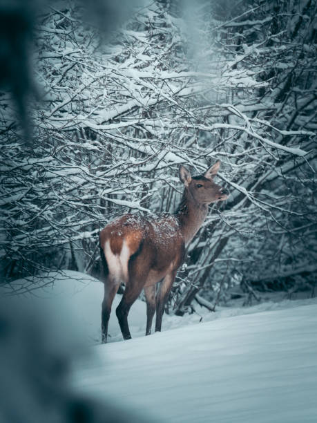 Roe deer in a snowy forest Roe deer in winter roe deer frost stock pictures, royalty-free photos & images