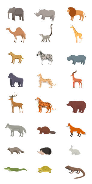 ilustraciones, imágenes clip art, dibujos animados e iconos de stock de conjunto de ilustraciones vectoriales planas de animales salvajes - desert animals