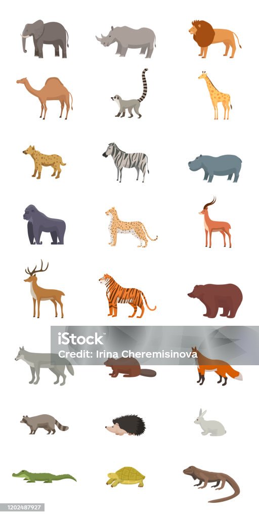 Wild Animals Flat Vector Illustrations Set Stock Illustration - Download  Image Now - Animal, Rainforest, Desert Area - iStock