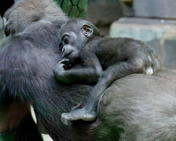 istock The baby gorilla. 1202488905