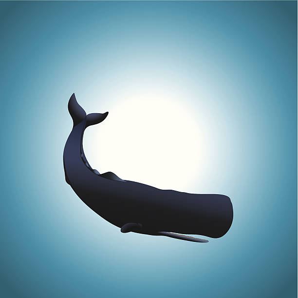 ilustraciones, imágenes clip art, dibujos animados e iconos de stock de ballena cachalote - cachalote