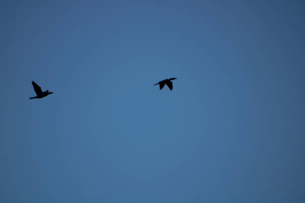 istock wild duck flying with blue sky background 1202489079