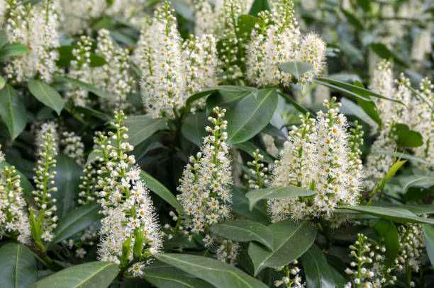 istock Prunus laurocerasus white flowers in bloom 1202489244