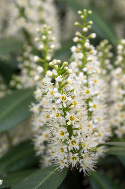 istock Prunus laurocerasus white flowers in bloom 1202489249