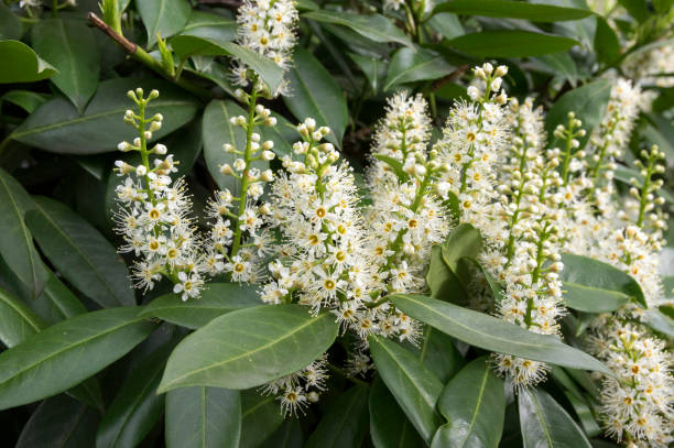 Prunus laurocerasus white flowers in bloom