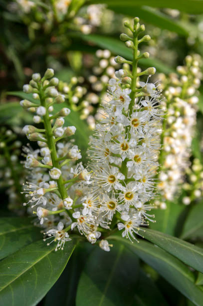 istock Prunus laurocerasus white flowers in bloom 1202489266
