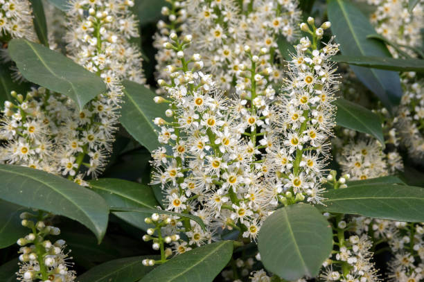 istock Prunus laurocerasus white flowers in bloom 1202489278
