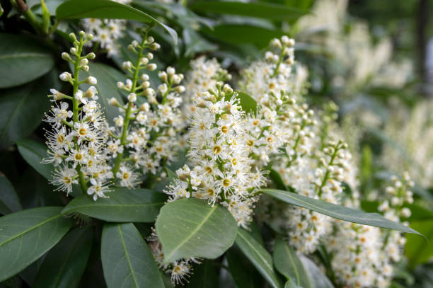 istock Prunus laurocerasus white flowers in bloom 1202489373